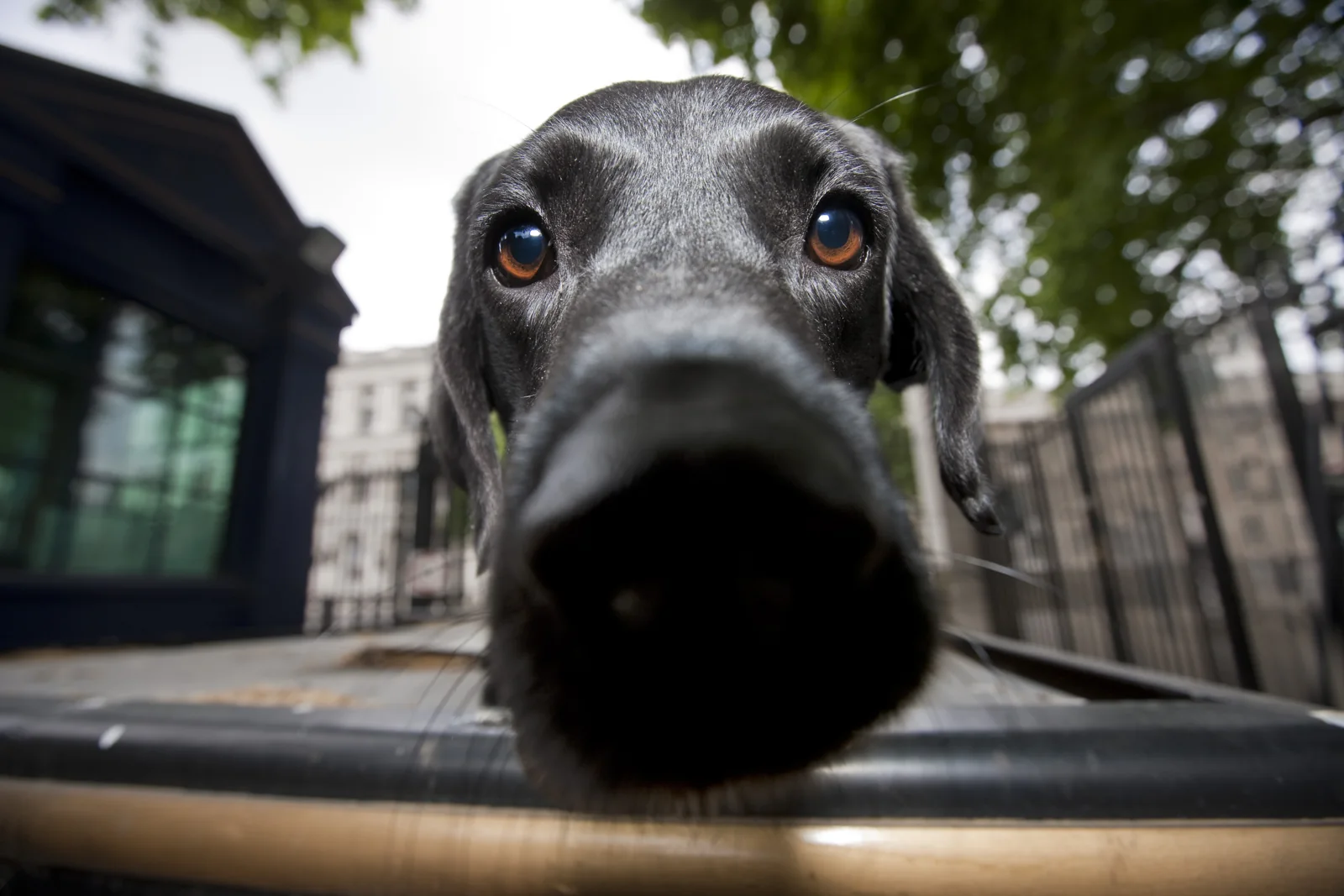 Perro de búsqueda del Ministerio de Defensa británico, entrenado para detectar explosivos y fotografiado en 2011. Imagen de contexto: no pertenece al nuevo equipo contra el spiking.